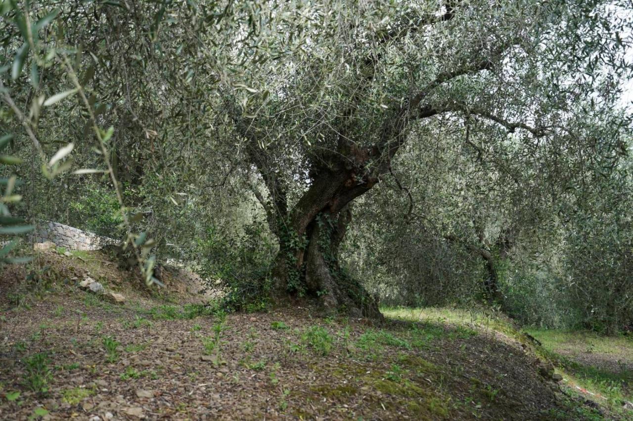 B&B Il Pianolo Perinaldo Bagian luar foto